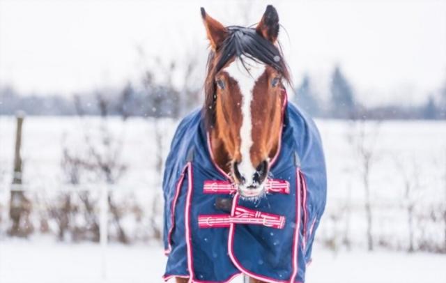 Winter Horse Rugs